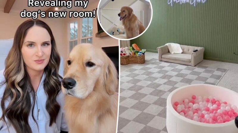 Dog owner spends $1,000 to transform spare bedroom for pet