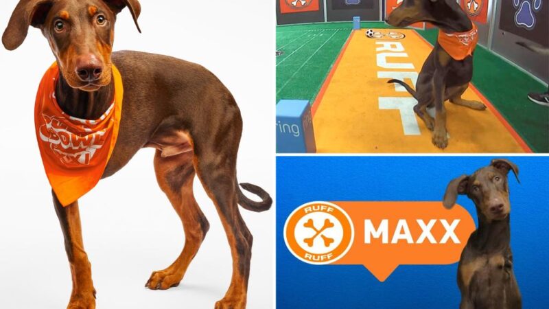 Three-legged Doberman Pinscher rescue dog out to win it all in Puppy Bowl XXI