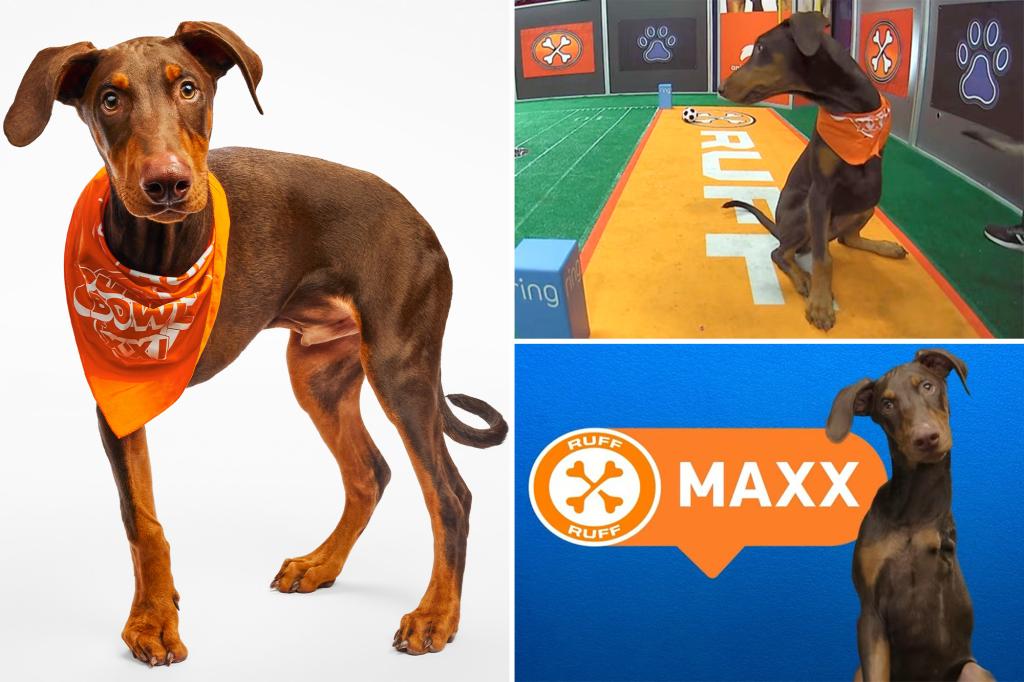 Three-legged Doberman Pinscher rescue dog out to win it all in Puppy Bowl XXI