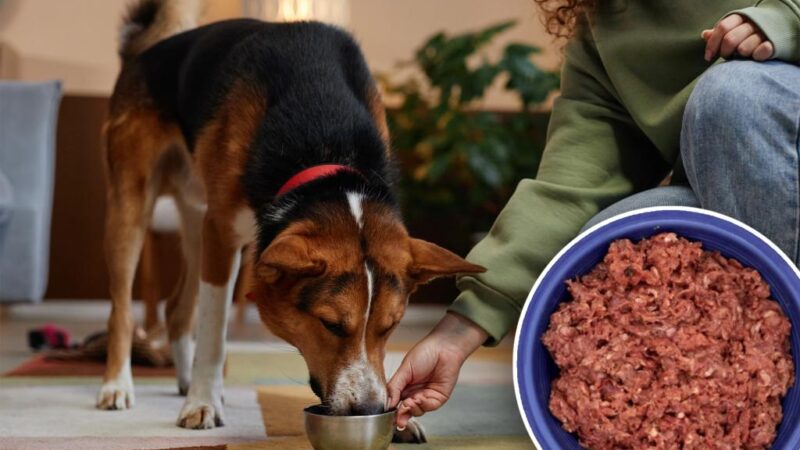 Top dog food brand recalls nearly 6,000 pounds of logs due to salmonella contamination