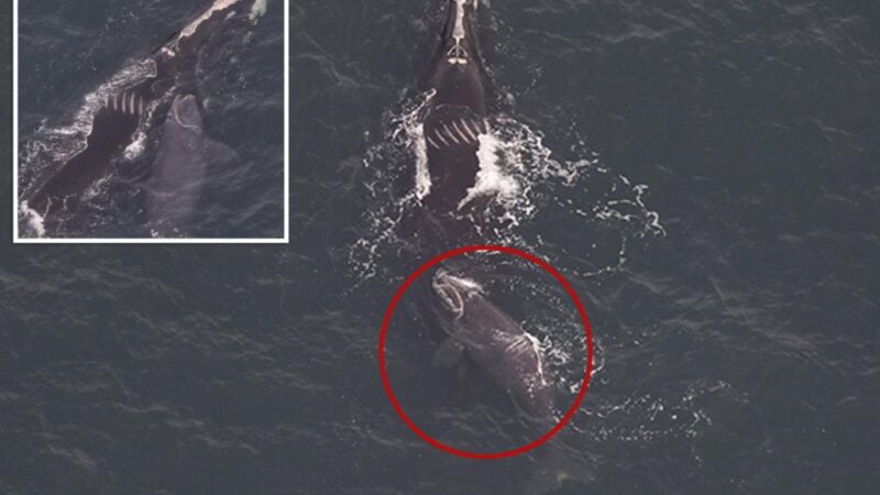 Endangered whale and newborn calf make rare winter visit to NYC waters: ‘Sign of hope’