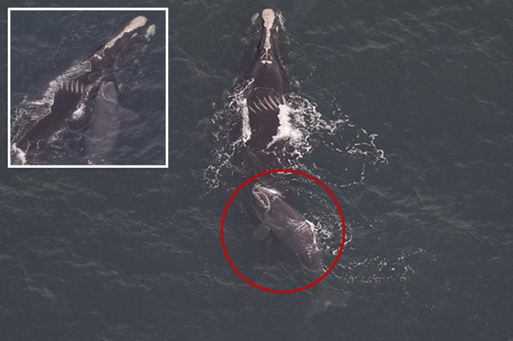 Endangered whale and newborn calf make rare winter visit to NYC waters: ‘Sign of hope’