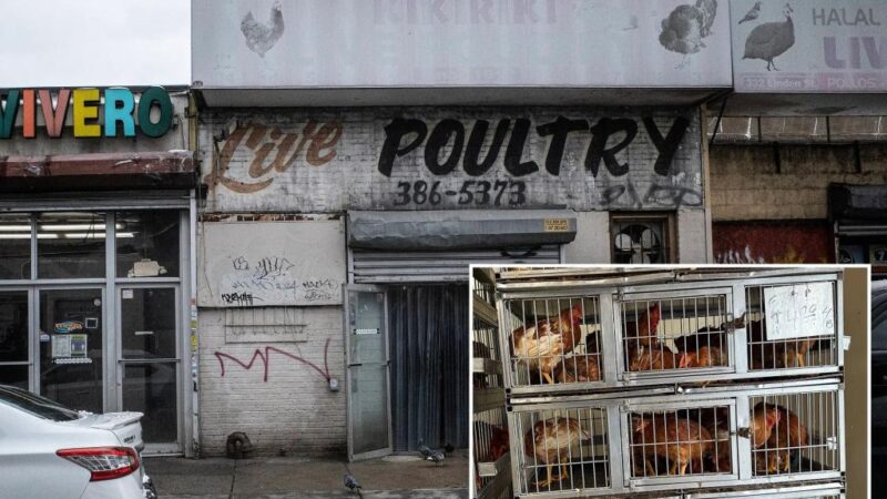 Activists accuse NYC shops of selling ‘sickly’ chickens in scramble before bird-flu shutdown