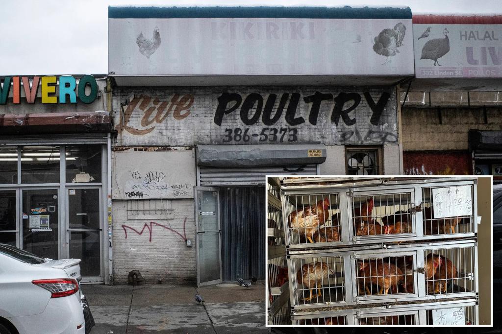 Activists accuse NYC shops of selling ‘sickly’ chickens in scramble before bird-flu shutdown