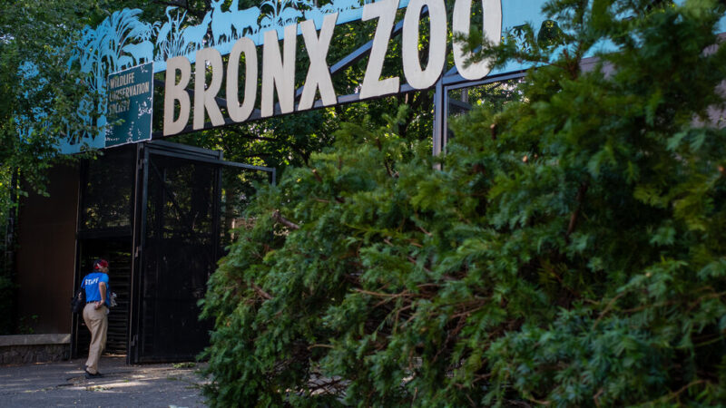 Bird Flu Suspected in Deaths of Ducks and Wild Birds at N.Y.C. Zoos