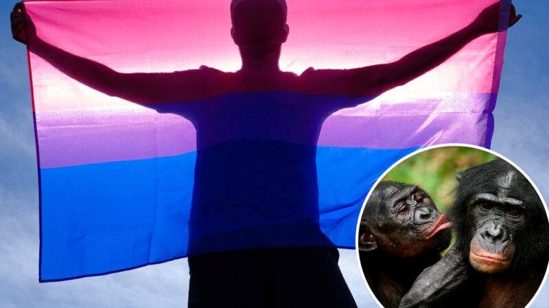 Bisexuality is a near-universal experience in primates — humans included: scientist