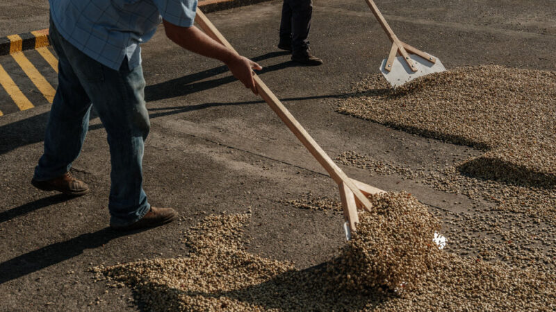 Coffee Prices Are Soaring, but Growers Aren’t Celebrating