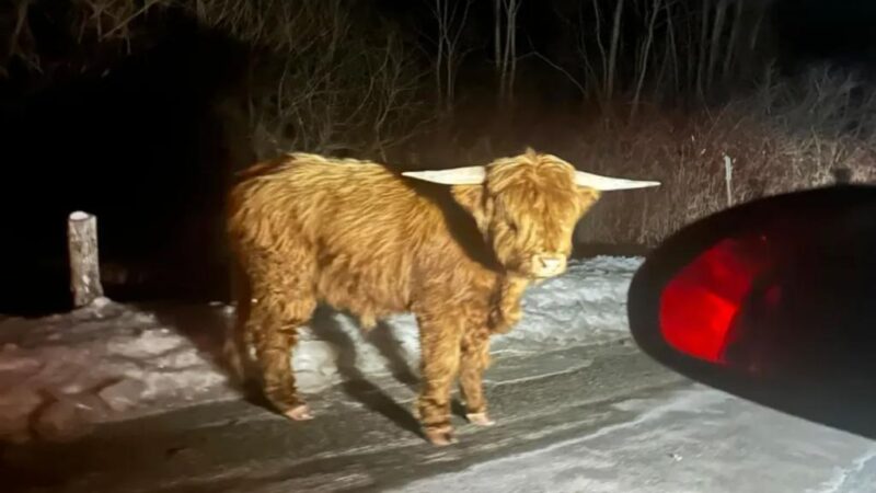 Connecticut Scottish Highlands bull on lam in Litchfield County