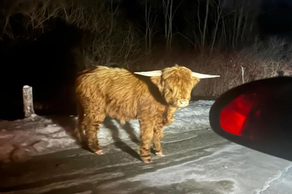 Connecticut Scottish Highlands bull on lam in Litchfield County