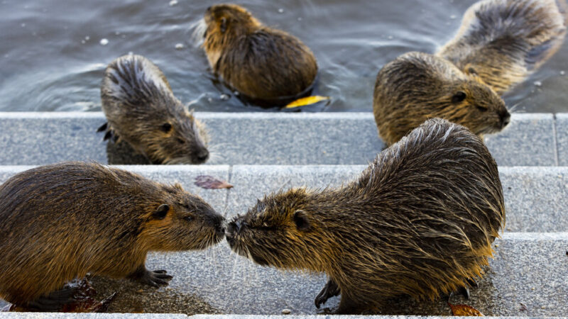 Czech Dam Project Was Stalled by Bureaucracy. Beavers Built Their Own.