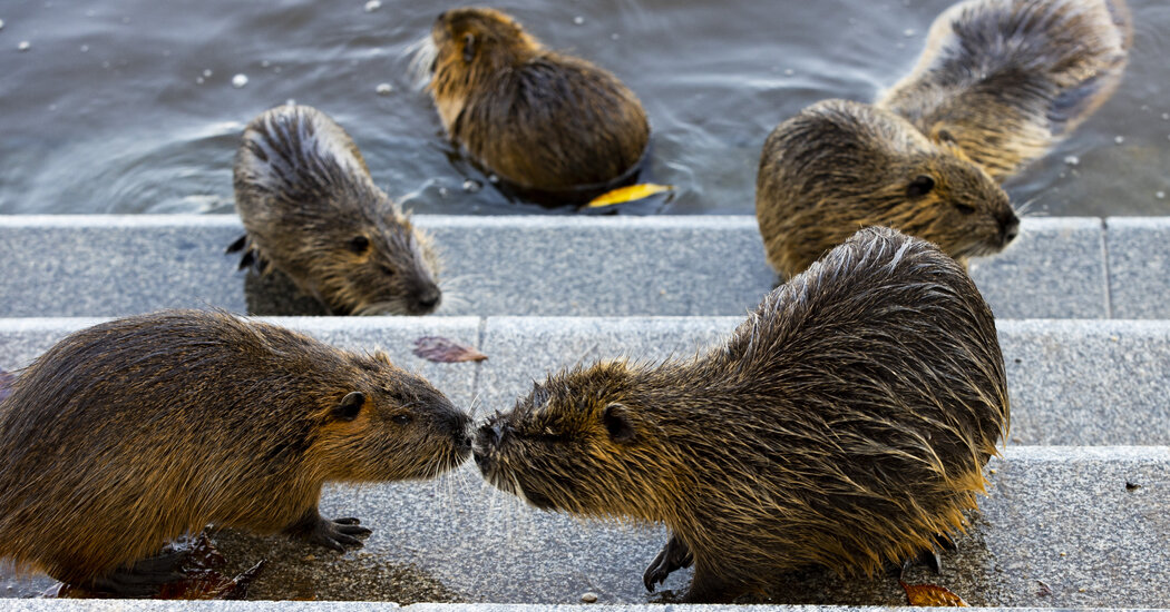 Czech Dam Project Was Stalled by Bureaucracy. Beavers Built Their Own.