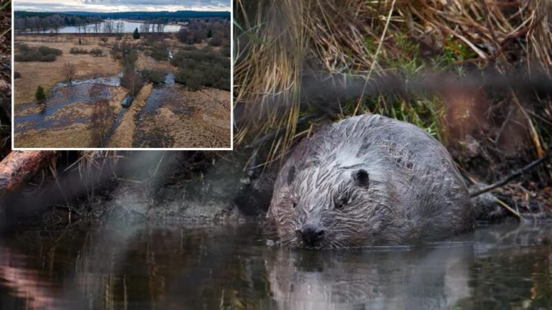 Czech Republic beavers save European country $1 million on infrastructure project