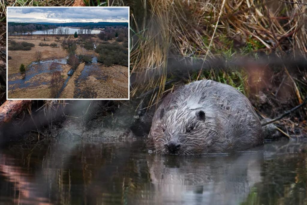 Czech Republic beavers save European country $1 million on infrastructure project