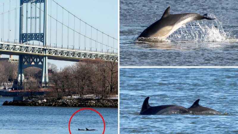 Dolphins spotted swimming in NYC’s East River in rare Big Apple wildlife scene