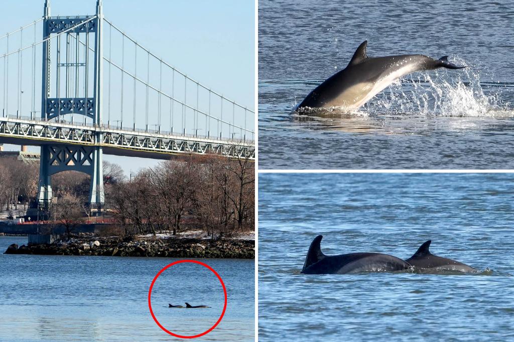 Dolphins spotted swimming in NYC’s East River in rare Big Apple wildlife scene