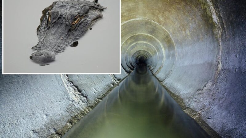 Find out where gators and other critters really are living in the sewers