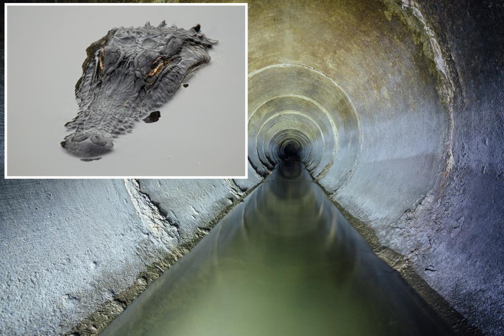 Find out where gators and other critters really are living in the sewers