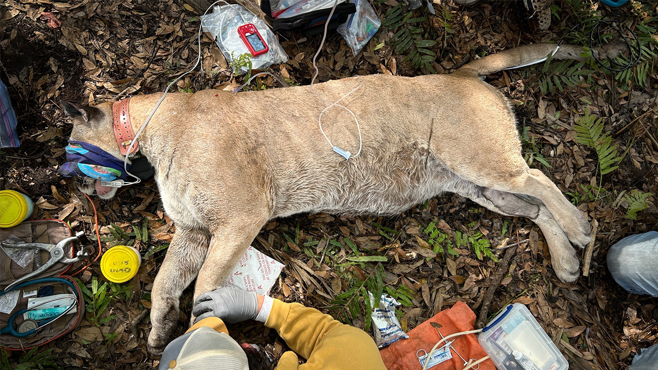 Florida biologists capture heaviest panther ever recorded in the Sunshine State