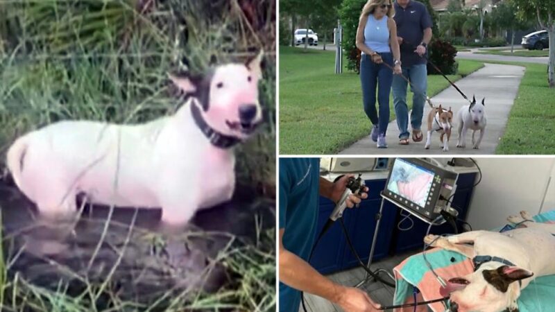 Florida dog Trooper who was cruelly tied to fence during Hurricane Milton beats cancer, other major health scare