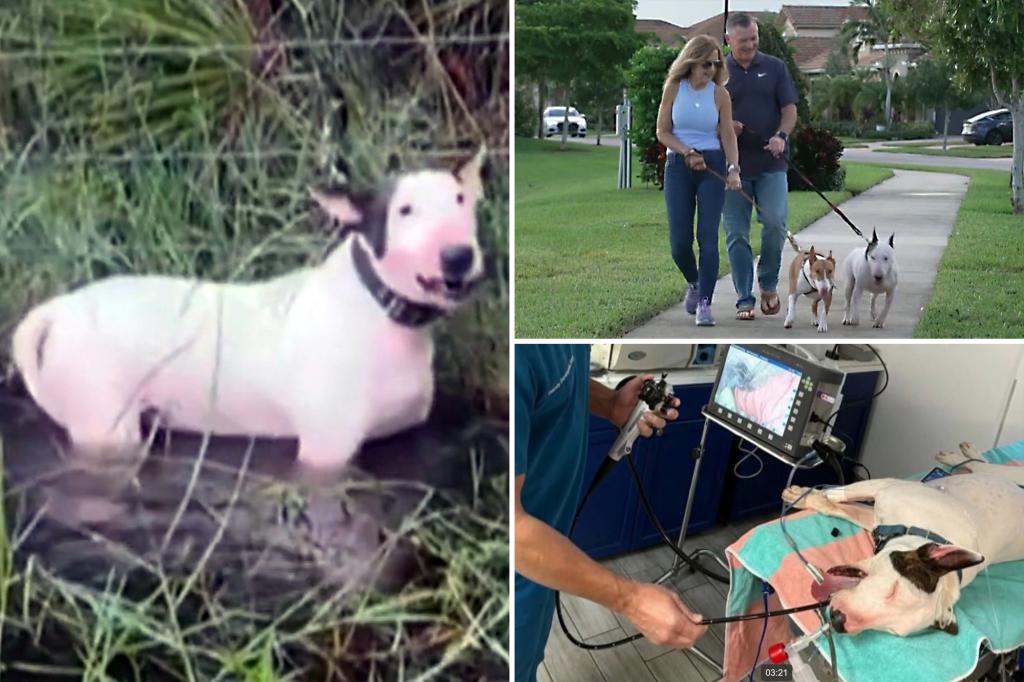 Florida dog Trooper who was cruelly tied to fence during Hurricane Milton beats cancer, other major health scare