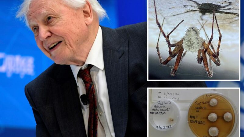 Fungus named after David Attenborough is zombifying spiders in Ireland