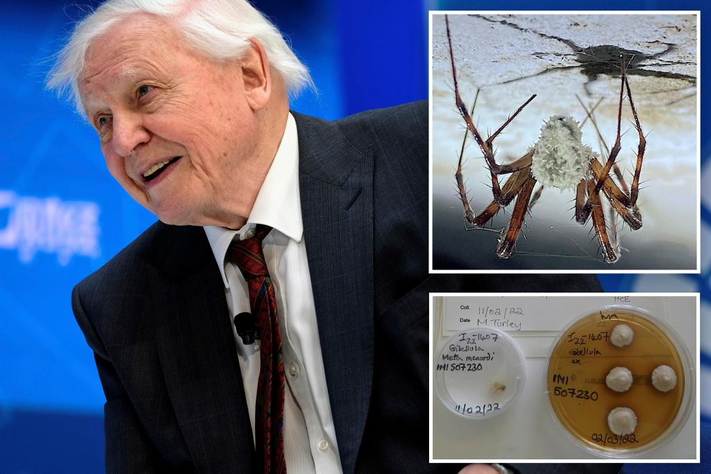 Fungus named after David Attenborough is zombifying spiders in Ireland