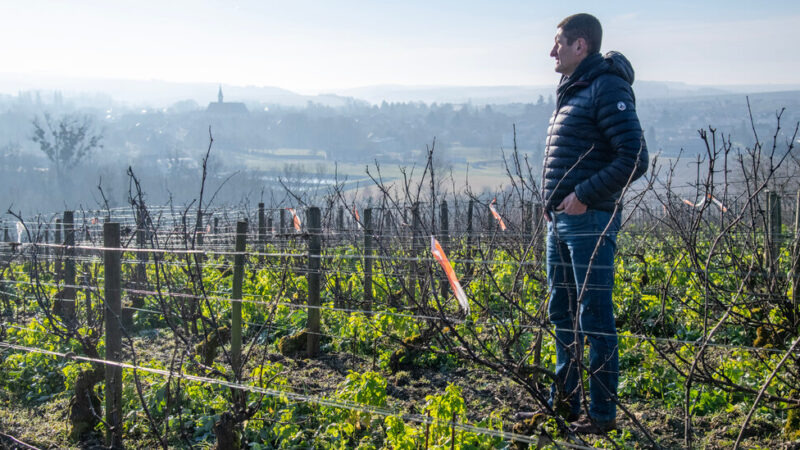 How Chablis Winemakers Are Fighting Back Against Climate Change