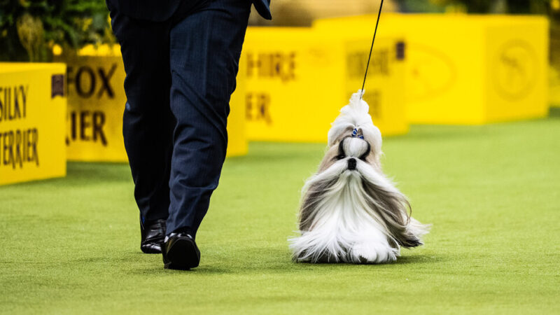 How to Watch the 2025 Westminster Dog Show