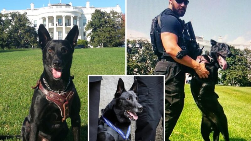 Hurricane, the most decorated dog in US history who took down White House intruder, dies at 16