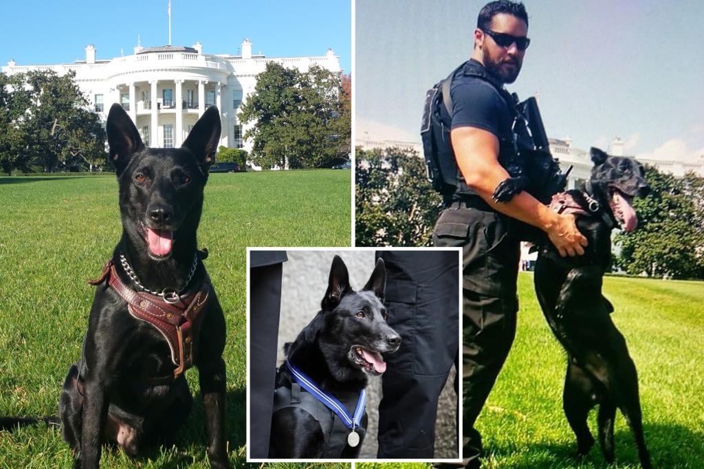 Hurricane, the most decorated dog in US history who took down White House intruder, dies at 16