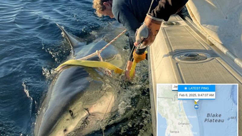 Largest shark ever tagged by research group swimming off the Florida coast