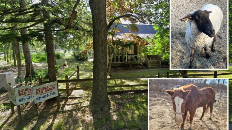 Long Island animal sanctuary slapped with 112 counts of neglect