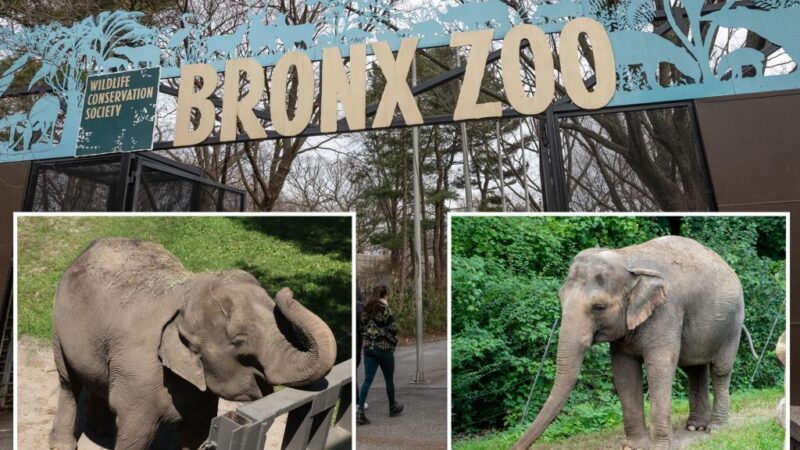 NYC lawyers call on Bronx Zoo’s last 2 elephants Happy and Patty to be moved to animal sanctuary as concerns over care grow