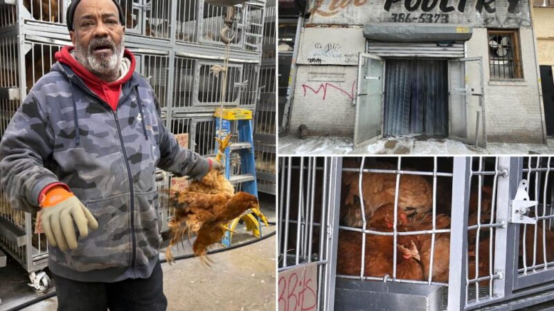 NYC politicians, activists urge closing of live poultry markets