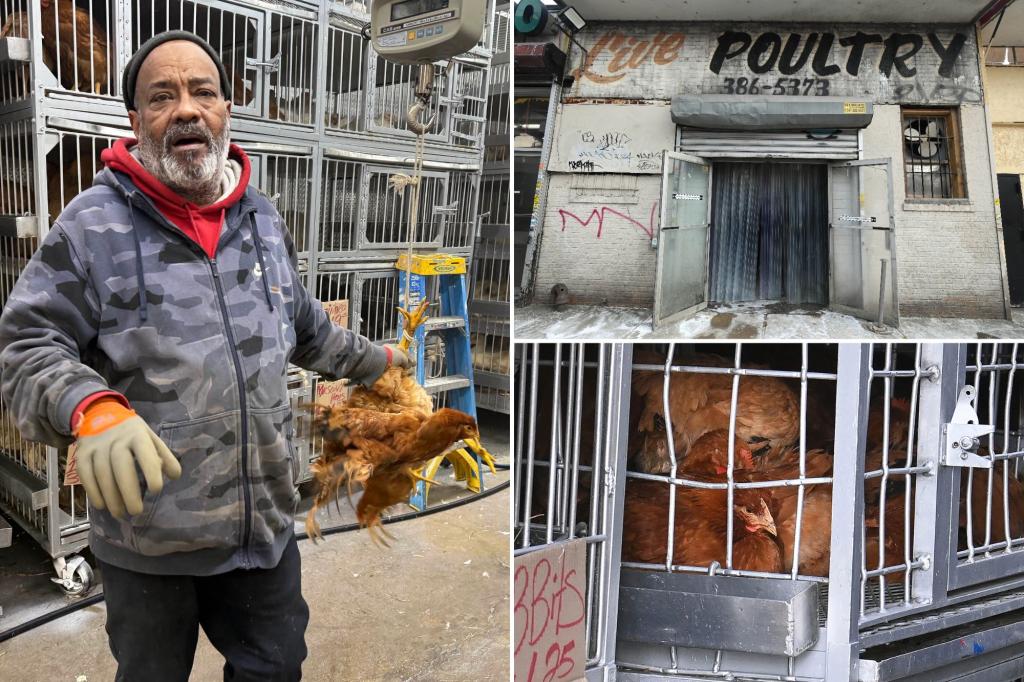 NYC politicians, activists urge closing of live poultry markets