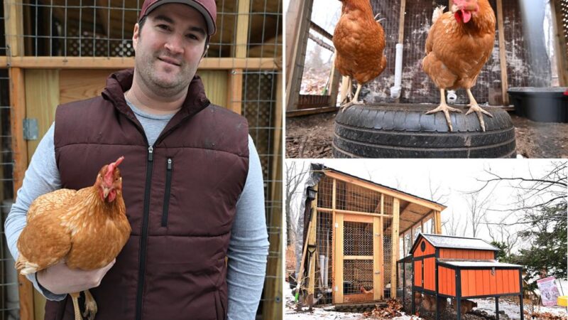 NYers beating rising egg prices with their very own chickens