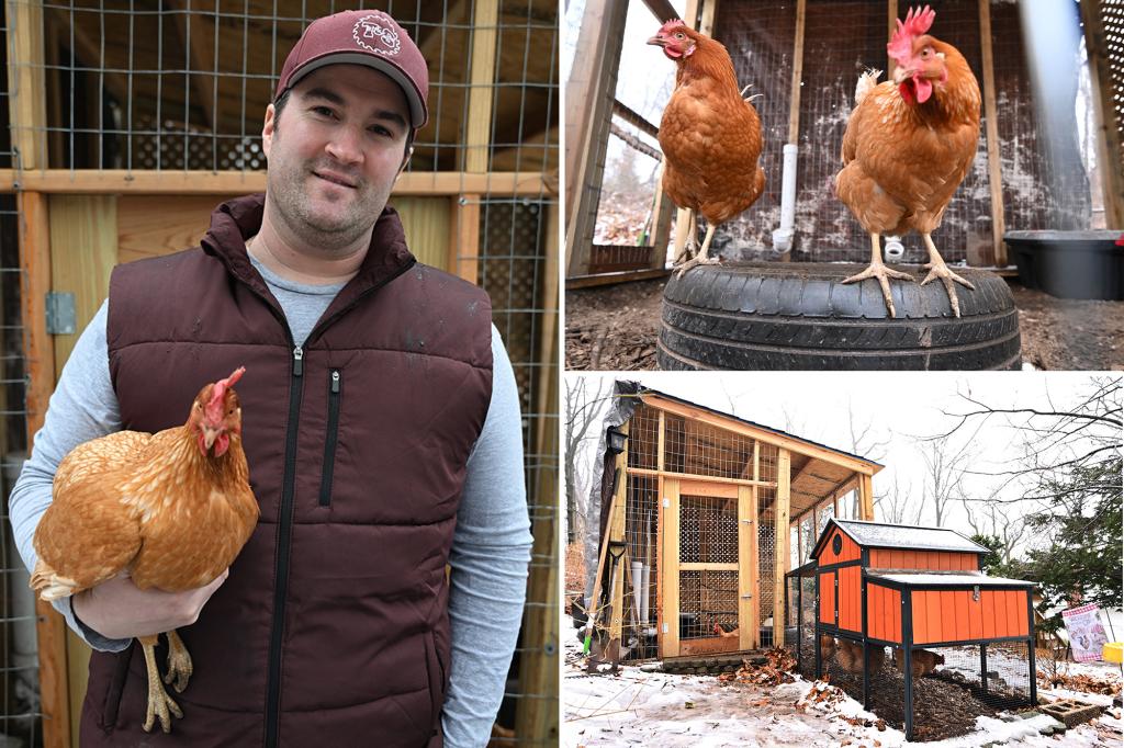 NYers beating rising egg prices with their very own chickens