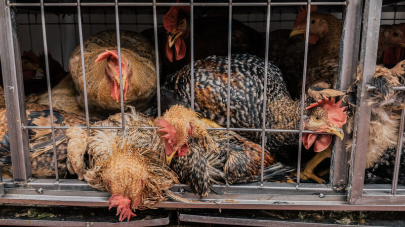 New York Live Bird Markets Ordered to Close After Bird Flu Is Found