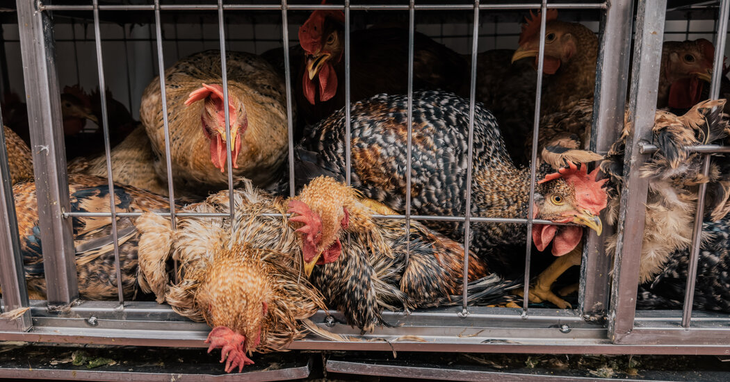 New York Live Bird Markets Ordered to Close After Bird Flu Is Found