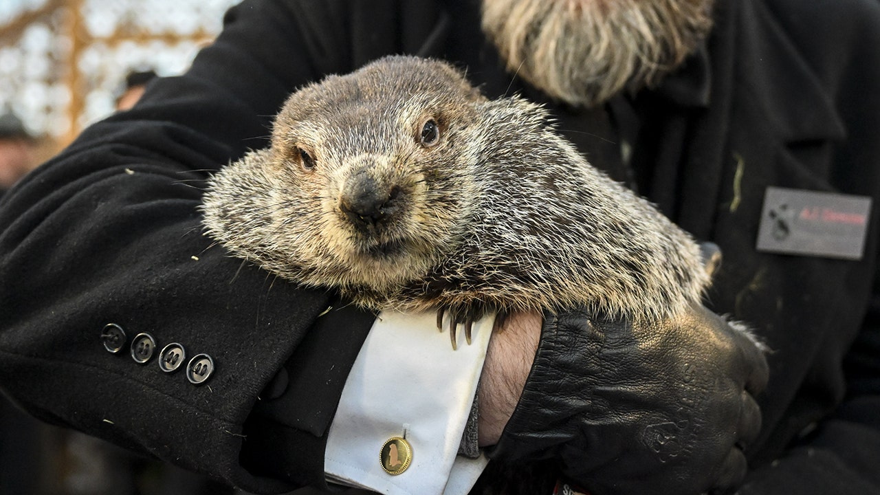 PETA proposes cake for Groundhog Day, instead of Punxsutawney Phil