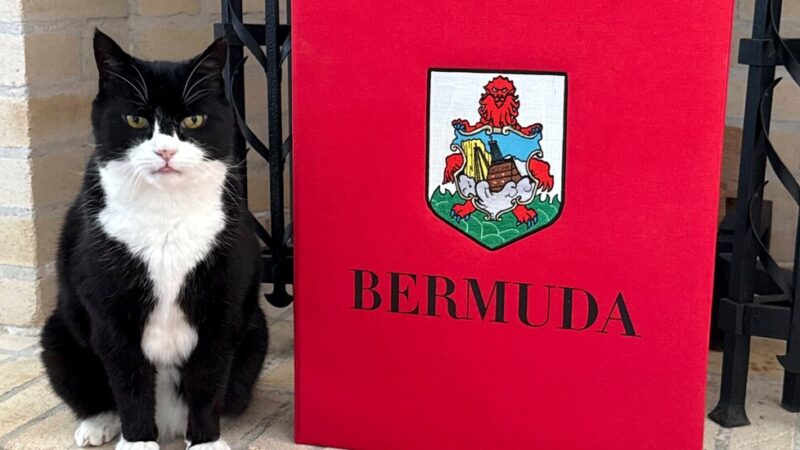 Palmerston, the British Foreign Service Cat, Takes Up New Post in Bermuda