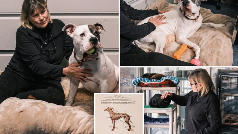 Retired Long Island nurse, health teacher uses ancient technique to calm anxious animals: ‘Just like people’