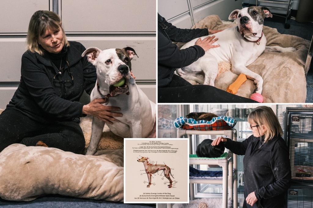 Retired Long Island nurse, health teacher uses ancient technique to calm anxious animals: ‘Just like people’