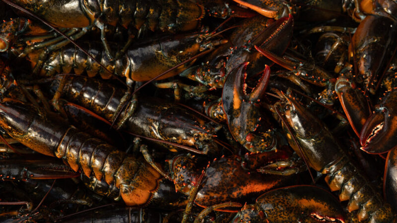 The Dark Side of Canada’s Fight Over Lobster