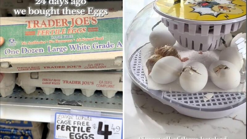 Trader Joe’s shopper ruffles feather after hatching fertilized eggs