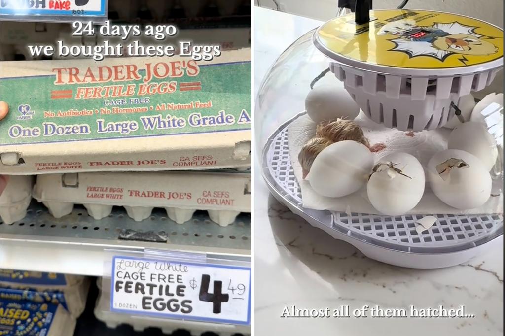 Trader Joe’s shopper ruffles feather after hatching fertilized eggs