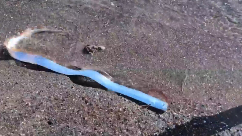 Video Shows a Rare ‘Doomsday’ Fish Off the Coast of Mexico