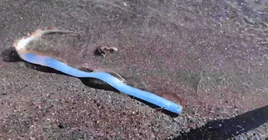 Video Shows a Rare ‘Doomsday’ Fish Off the Coast of Mexico