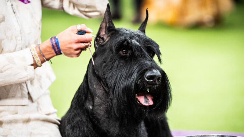 Westminster Dog Show 2025: Unforgettable Dogs Like Monty, Mercedes and Bourbon