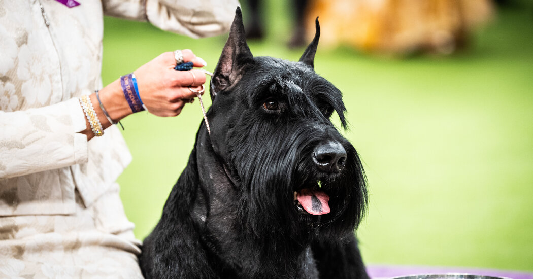 Westminster Dog Show 2025: Unforgettable Dogs Like Monty, Mercedes and Bourbon